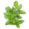 Fresh Herbs - Basil