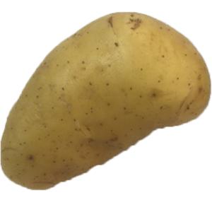 California - Potato Long White