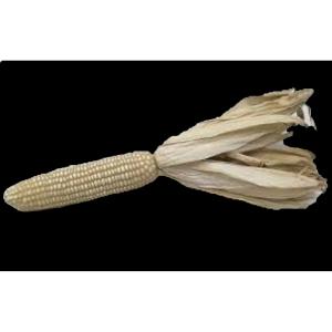 Fresh Produce - White Corn